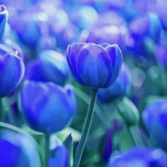 tulipsblu2
